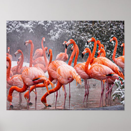 American Flamingo, farbiger Vogel, Poster (Vorne)