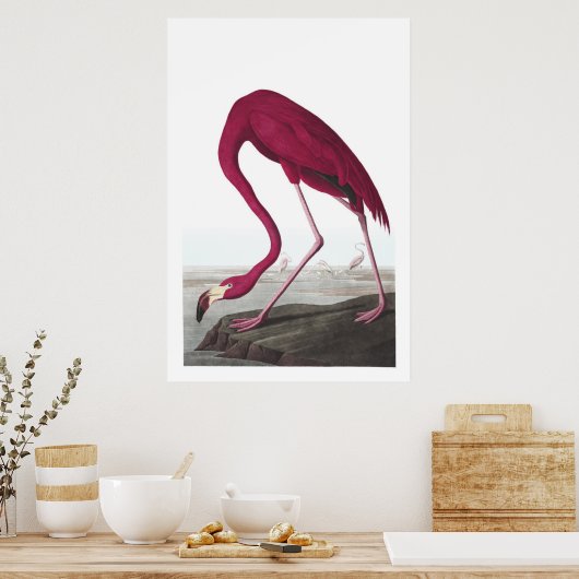 American Flamingo Illustration Poster (Küche)