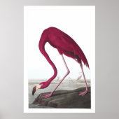 American Flamingo Illustration Poster (Vorne)