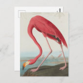 American Flamingo ... J.J. Audubon Postkarte (Vorne/Hinten)