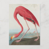 American Flamingo ... J.J. Audubon Postkarte (Vorderseite)