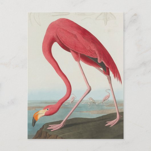 American Flamingo ... J.J. Audubon Postkarte (Vorderseite)