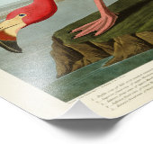 American Flamingo John Audubon Birds of America Fotodruck (Ecke)