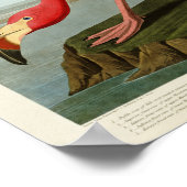 American Flamingo John Audubon Birds of America Poster (Ecke)