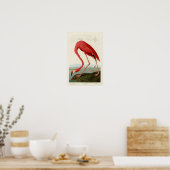 American Flamingo John Audubon Birds of America Poster (Küche)