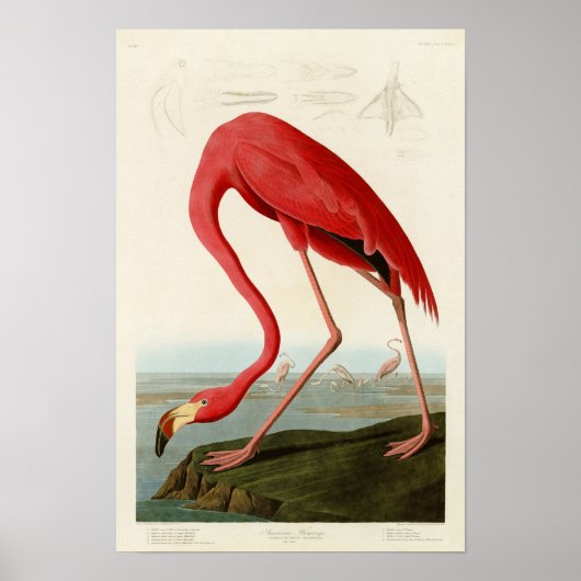 American Flamingo John Audubon Birds of America Poster (Vorne)