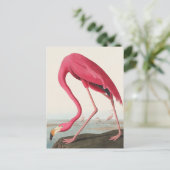 American Flamingo John Audubon Postkarte (Stehend Vorderseite)