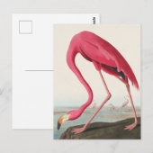 American Flamingo John Audubon Postkarte (Vorne/Hinten)