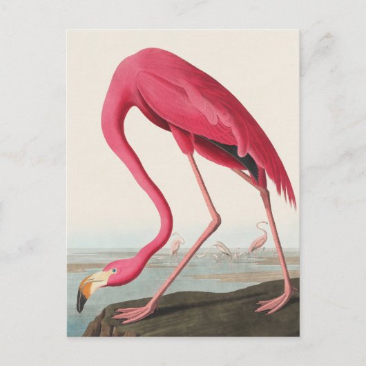American Flamingo John Audubon Postkarte (Vorderseite)