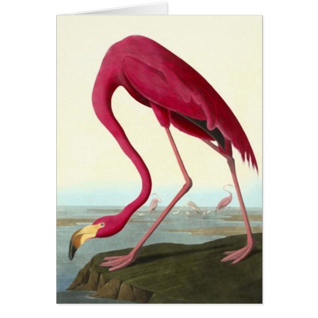 American Flamingo, John James Audubon (Vorne)