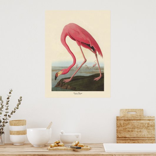 American Flamingo | John James Audubon Poster (Küche)