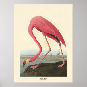 American Flamingo   John James Audubon Poster
