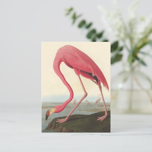 American Flamingo | John James Audubon Postkarte (Stehend Vorderseite)