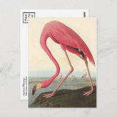 American Flamingo | John James Audubon Postkarte (Vorne/Hinten)