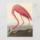 American Flamingo | John James Audubon Postkarte (Vorderseite)