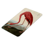 American Flamingo Magnet (Linke Seite)