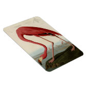 American Flamingo Magnet (Rechte Seite)