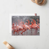 American Flamingo Mitteilungskarte (Vorderseite/Rückseite Beispiel)