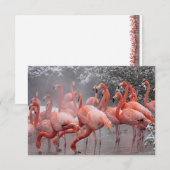 American Flamingo Mitteilungskarte (Vorne/Hinten)