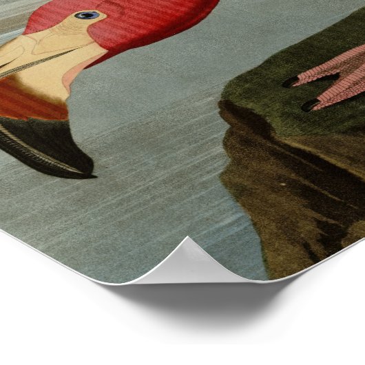 American Flamingo Poster (Ecke)