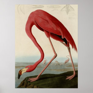American Flamingo Poster