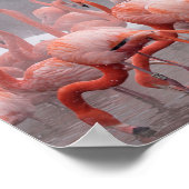 American Flamingo Poster (Ecke)