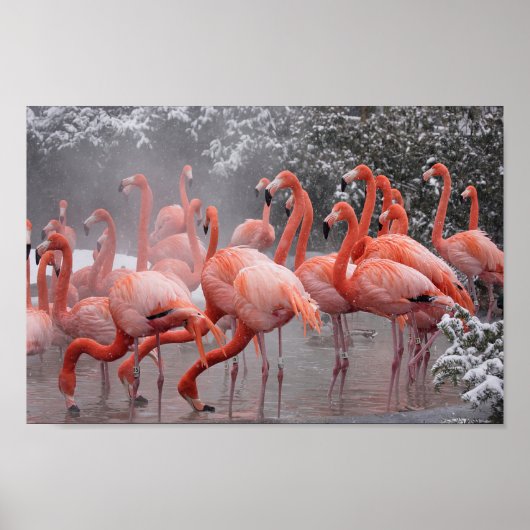 American Flamingo Poster (Vorne)