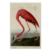 American Flamingo Poster (Vorderseite)