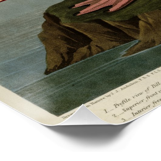 American Flamingo Poster (Ecke)