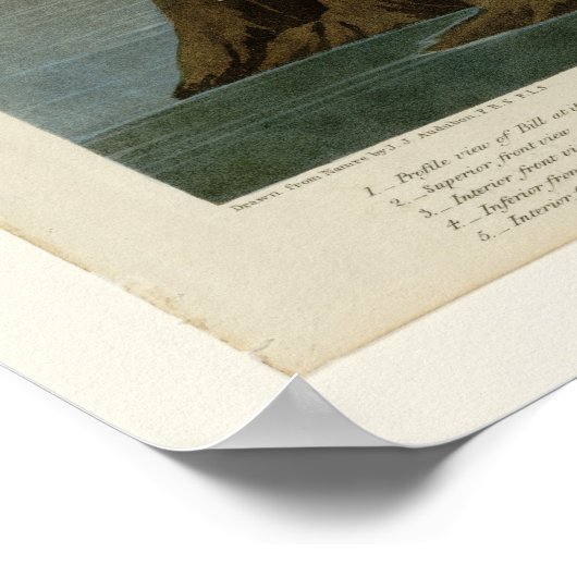 American Flamingo Poster (Ecke)