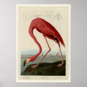 American Flamingo Poster (Vorne)