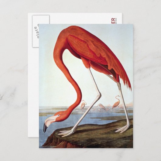 American Flamingo Postkarte (Vorne/Hinten)
