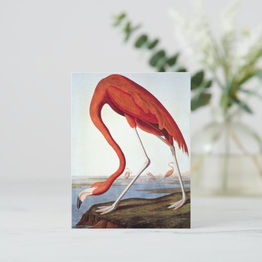 American Flamingo Postkarte (Stehend Vorderseite)