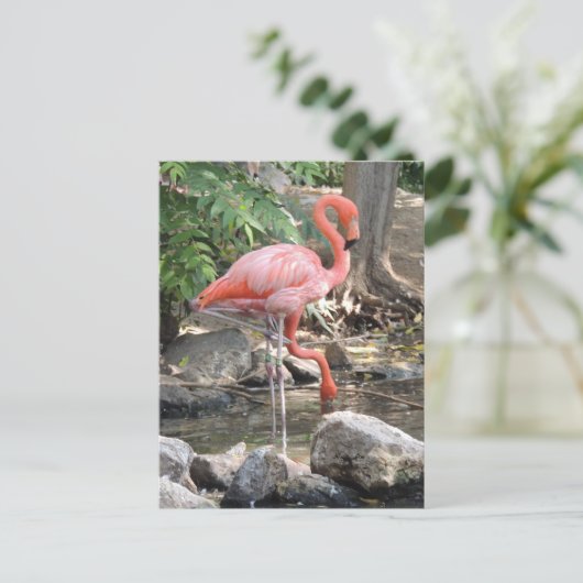 American Flamingo Postkarte (Stehend Vorderseite)