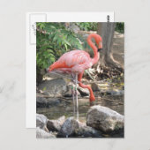 American Flamingo Postkarte (Vorne/Hinten)