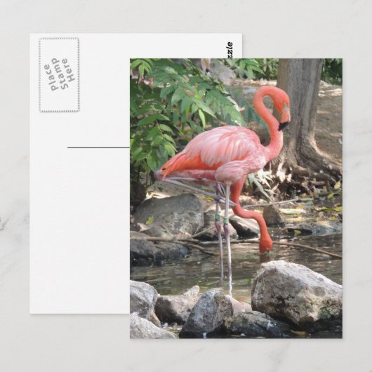 American Flamingo Postkarte (Vorne/Hinten)