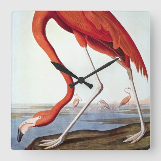 American Flamingo Quadratische Wanduhr (Vorderseite)