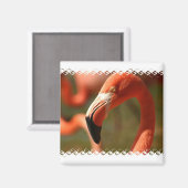 American Flamingo Square Magnet (Vorderseite/Rückseite)
