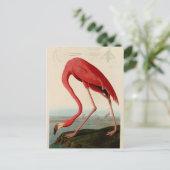 American Flamingo von Audubon Postkarte (Stehend Vorderseite)