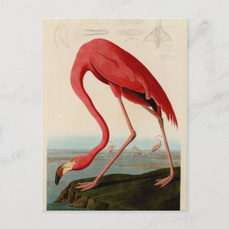 American Flamingo von Audubon Postkarte