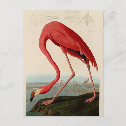 American Flamingo von Audubon Postkarte (Vorderseite)