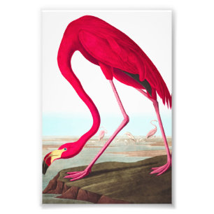 American Flamingo von John James Audubon Fotodruck