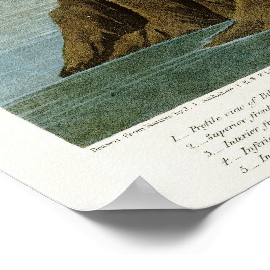 American Flamingo von John James Audubon Poster (Ecke)