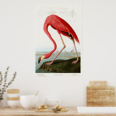 American Flamingo von John James Audubon Poster (Küche)