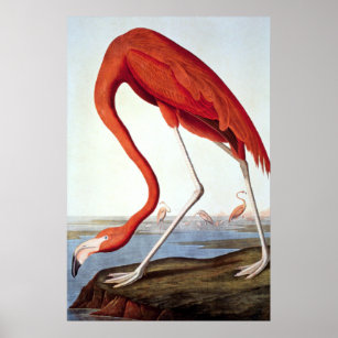 American Flamingo - Wildlife von John Audubon Poster