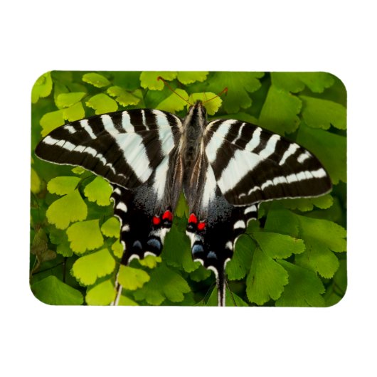 American Frack Butterfly Magnet (Horizontal)