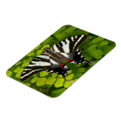 American Frack Butterfly Magnet (Linke Seite)