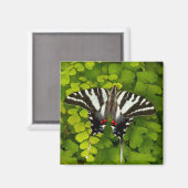 American Frack Butterfly Magnet (Vorderseite/Rückseite)