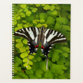 American Frack Butterfly Planer (Vorderseite)