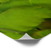 American Frack Butterfly Poster (Ecke)